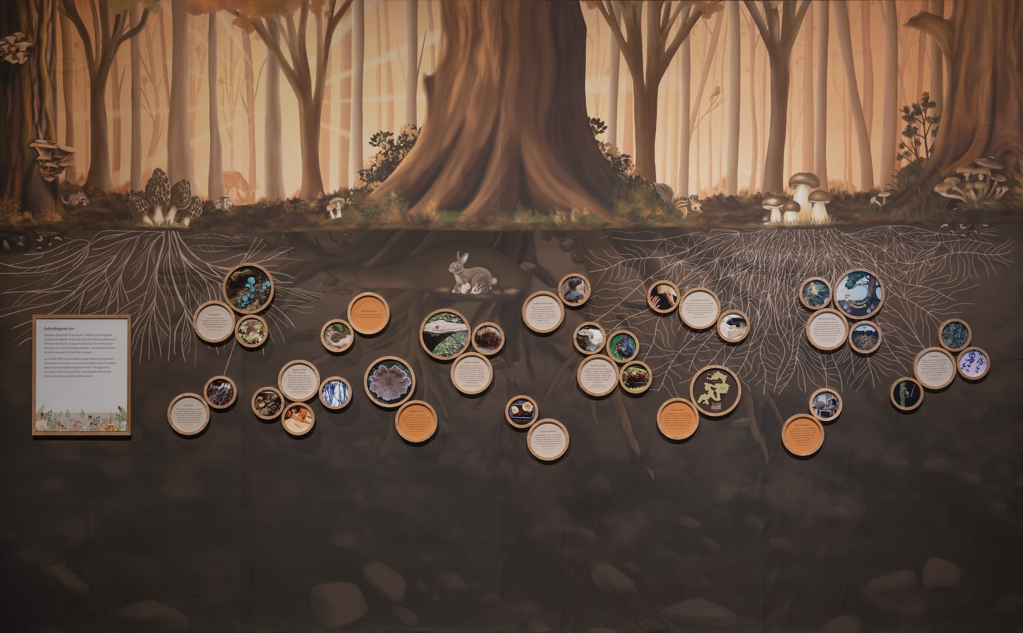 an installation of small framed photos and a forest landscape in the exhibition 'Outcasts: Mary Banning's World of Mushrooms'