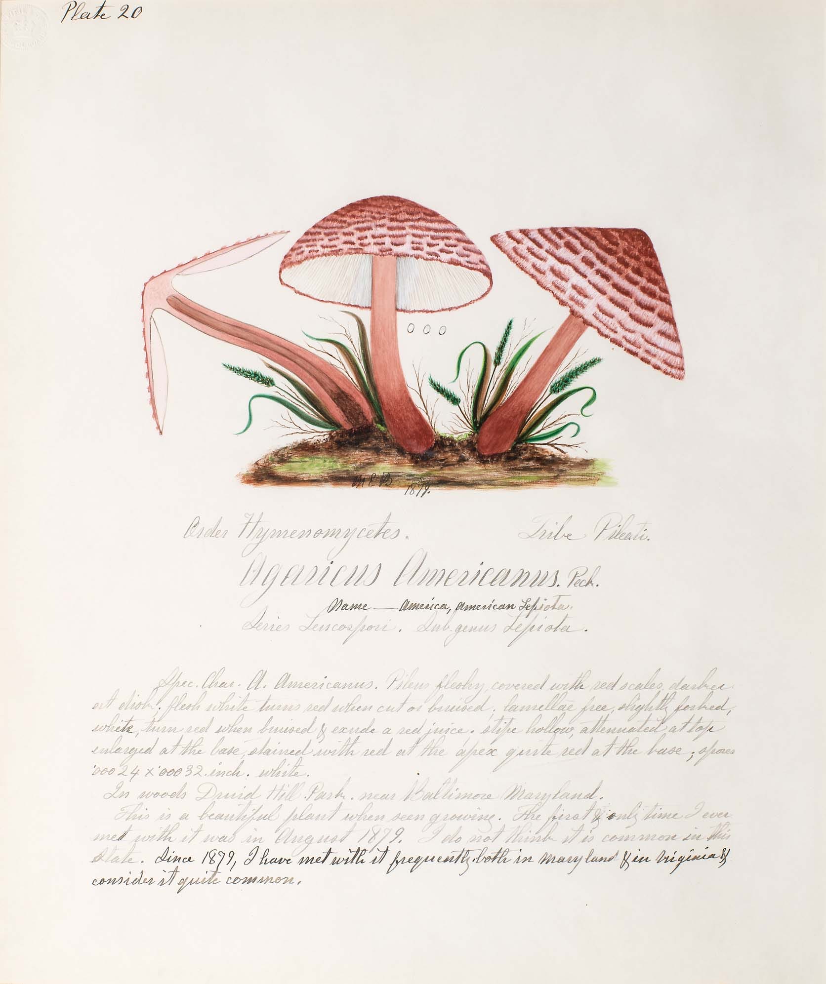an illustration of mushrooms by Mary Banning