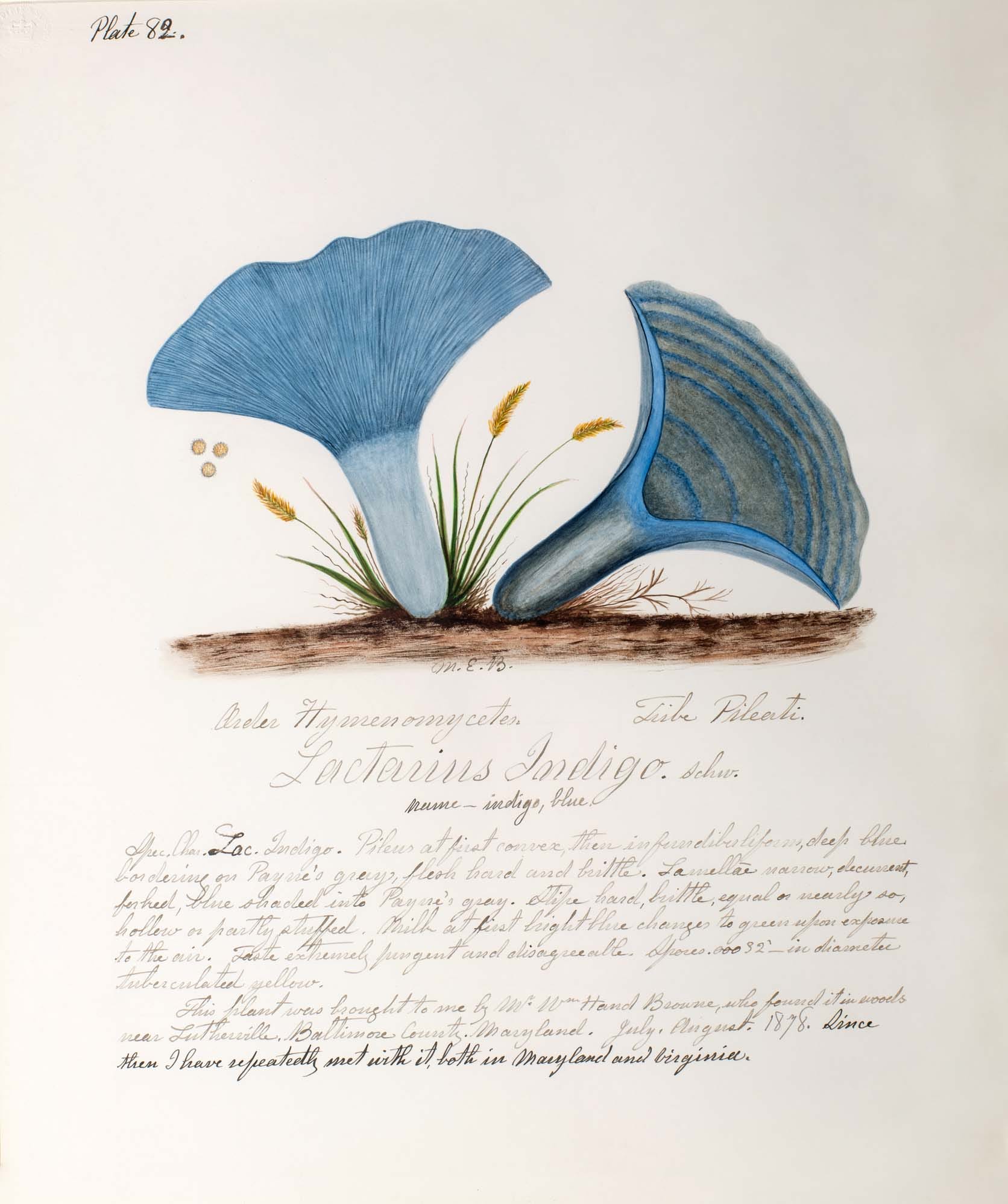 an illustration of mushrooms by Mary Banning