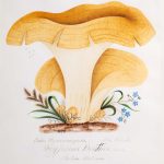 ‘Outcasts’ Highlights the Scientific Contributions of Trailblazing Artist and Naturalist Mary Banning