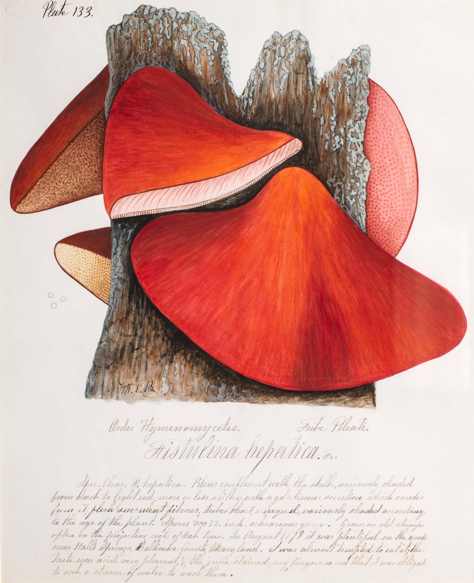 an illustration of red mushrooms by Mary Banning